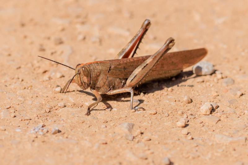 BR8A6248-Egyptische-treksprinkhaan-Anacridium-aegyptium-Egyptian-Bird-Grasshopper-Agyptische-Vogelschrecke-Criquet-egyptien_1