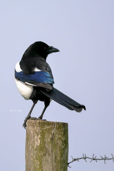 B65A0913-Ekster-Eurasian-Magpie-Elster-Pie-Bavarde-Urraca_1