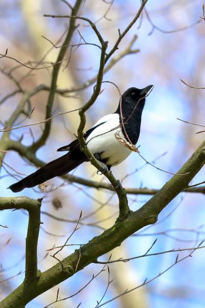 B65A9408-Ekster-Eurasian-Magpie-Elster-Pie-Bavarde-Urraca_1