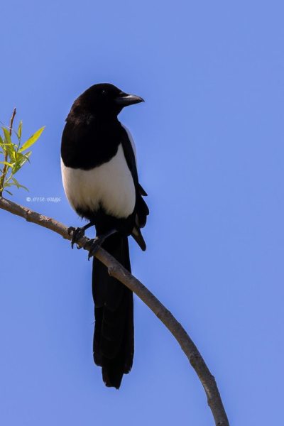 BR8A0457-Ekster-Eurasian-Magpie-Elster-Pie-Bavarde-Urraca_1