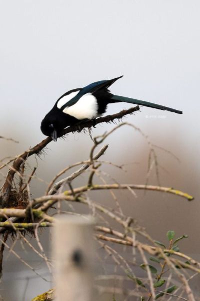 BR8A1165-Ekster-Eurasian-Magpie-Elster-Pie-Bavarde-Urraca_1