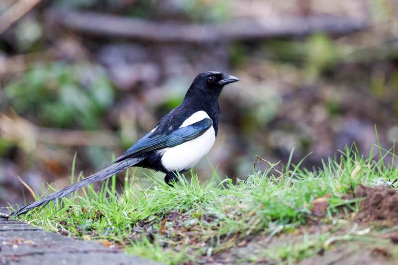 BR8A3283-Ekster-Eurasian-Magpie-Elster-Pie-Bavarde-Urraca_1