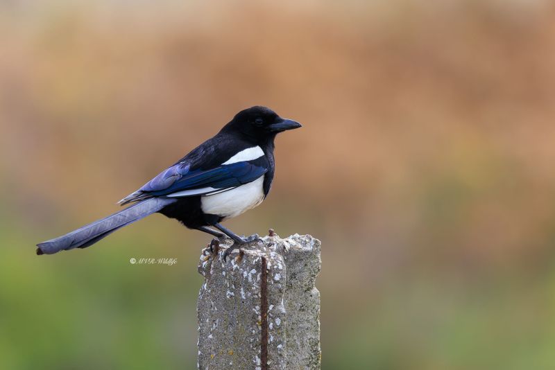 BR8A4414-Ekster-Eurasian-Magpie-Elster-Pie-Bavarde-Urraca_1