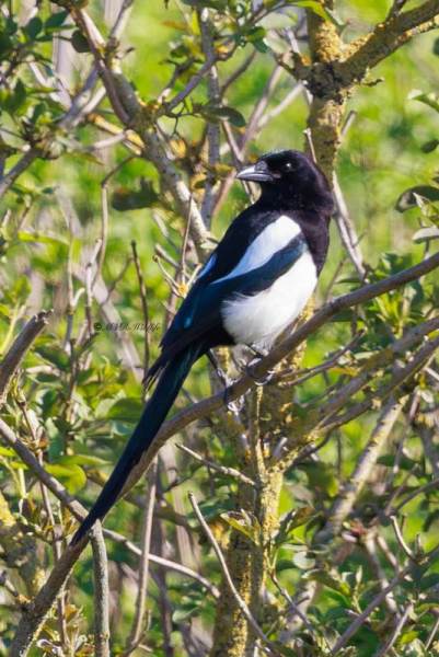 BR8A6458-Ekster-Eurasian-Magpie-Elster-Pie-Bavarde-Urraca_1