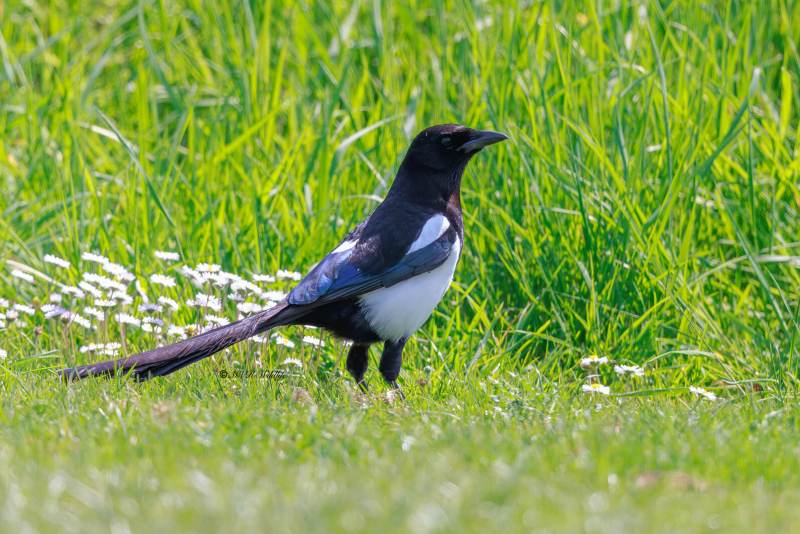 BR8A7197-Ekster-Eurasian-Magpie-Elster-Pie-Bavarde-Urraca_1