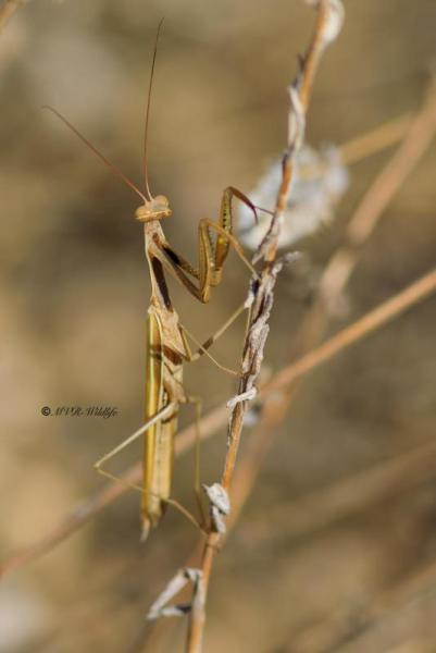 1_B65A5672-Europese-Bidsprinkhaan-Mantis-religiosa-European-Praying-Mantis-Europaische-Gottesanbeterin-Mante-religieuse_1