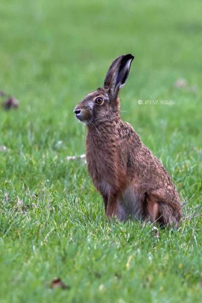1_BR8A5304-Europese-haas-European-Hare-Feldhase-Lievre-dEurope-Liebre-europea_1