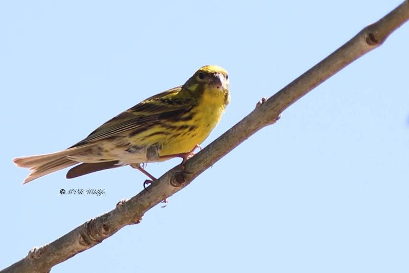 B65A1257-Europese-Kanarie-European-Serin-Girlitz-Serin-Cini-Serin_1