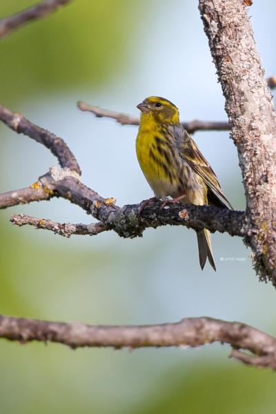 BR8A3455-Europese-Kanarie-European-Serin-Girlitz-Serin-Cini-Serin_1