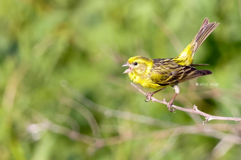BR8A4135-Europese-Kanarie-European-Serin-Girlitz-Serin-Cini-Serin_1