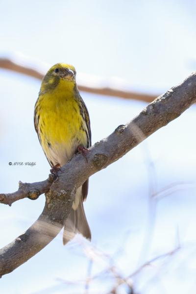 BR8A7072-Europese-Kanarie-European-Serin-Girlitz-Serin-Cini-Serin_1