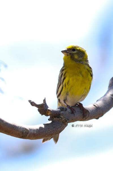 BR8A7128-Europese-Kanarie-European-Serin-Girlitz-Serin-Cini-Serin_1