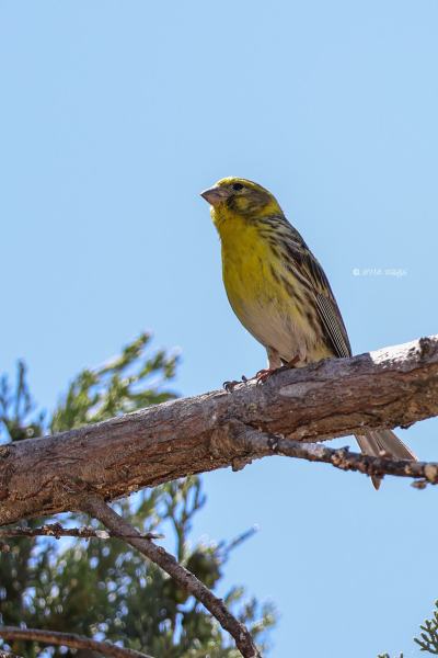 BR8A7163-Europese-Kanarie-European-Serin-Girlitz-Serin-Cini-Serin_1
