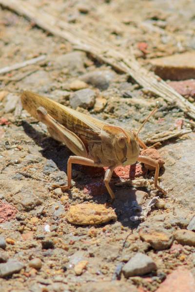 B65A6173-Europese-treksprinkhaan-Locusta-migratoria-Migratory-Locust-Europaische-Wanderheuschrecke-Criquet-migrateur_1