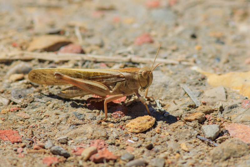 B65A6179-Europese-treksprinkhaan-Locusta-migratoria-Migratory-Locust-Europaische-Wanderheuschrecke-Criquet-migrateur_1