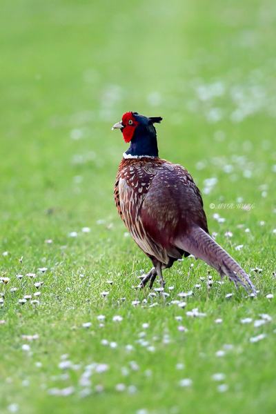 B65A1736-Fazant-Pheasant-Jagdfasan-Faisan-de-chasse-Faisan-vulgar_1