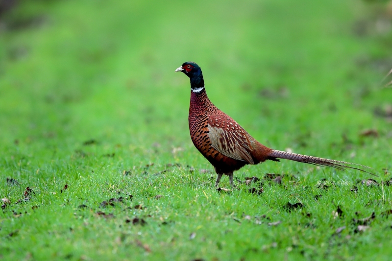 B65A2282-Fazant-Pheasant-Jagdfasan-Faisan-de-chasse-Faisan-vulgar