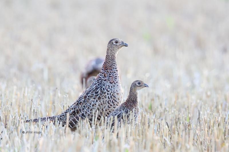 BR8A5694-Fazant-Pheasant-Jagdfasan-Faisan-de-chasse-Faisan-vulgar_1