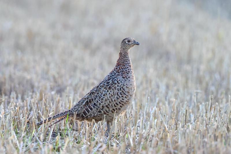 BR8A5708-Fazant-Pheasant-Jagdfasan-Faisan-de-chasse-Faisan-vulgar_1