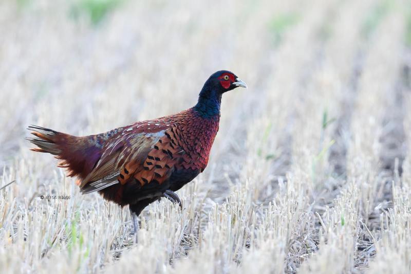 BR8A5717-Fazant-Pheasant-Jagdfasan-Faisan-de-chasse-Faisan-vulgar_1