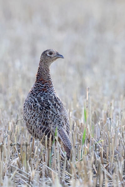 BR8A5727-Fazant-Pheasant-Jagdfasan-Faisan-de-chasse-Faisan-vulgar