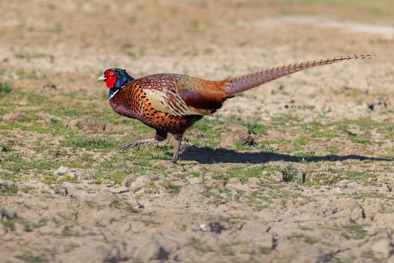BR8A9934-Fazant-Pheasant-Jagdfasan-Faisan-de-chasse-Faisan-vulgar