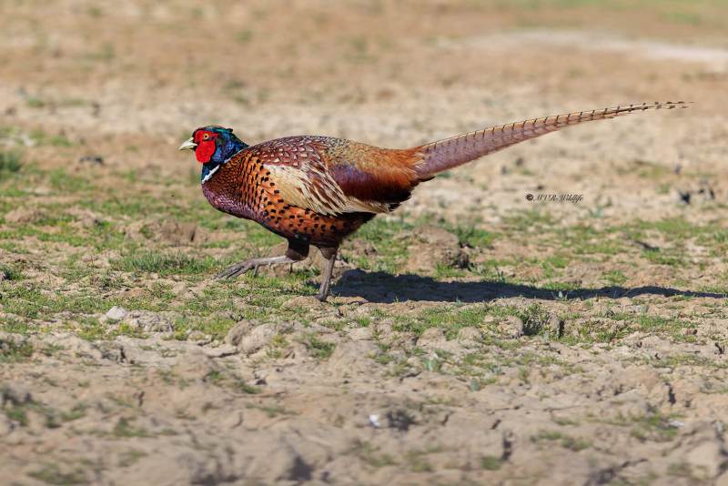 BR8A9934-Fazant-Pheasant-Jagdfasan-Faisan-de-chasse-Faisan-vulgar_1