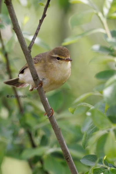1_BR8A2901-Fitis-Willow-Warbler-Fitis-Pouillot-Fitis-Mosquitero-Musical