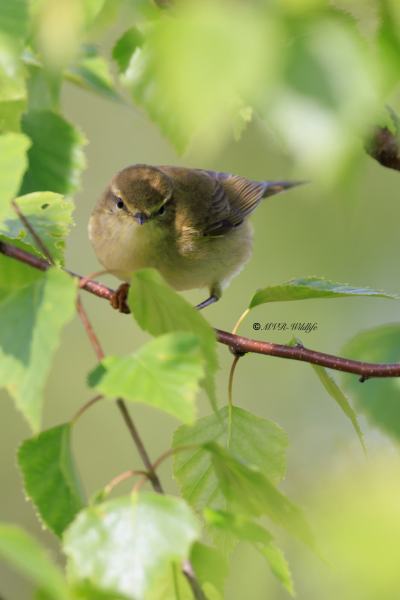 BR8A2896-Fitis-Willow-Warbler-Fitis-Pouillot-Fitis-Mosquitero-Musical