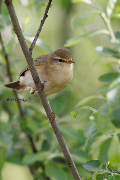 BR8A2901-Fitis-Willow-Warbler-Fitis-Pouillot-Fitis-Mosquitero-Musical