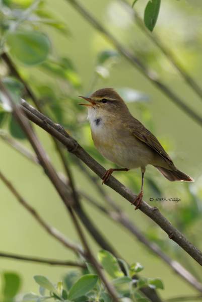 BR8A2914-Fitis-Willow-Warbler-Fitis-Pouillot-Fitis-Mosquitero-Musical
