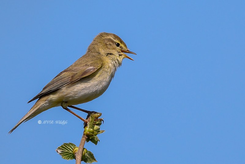 BR8A7226-Fitis-Willow-Warbler-Fitis-Pouillot-Fitis-Mosquitero-Musical