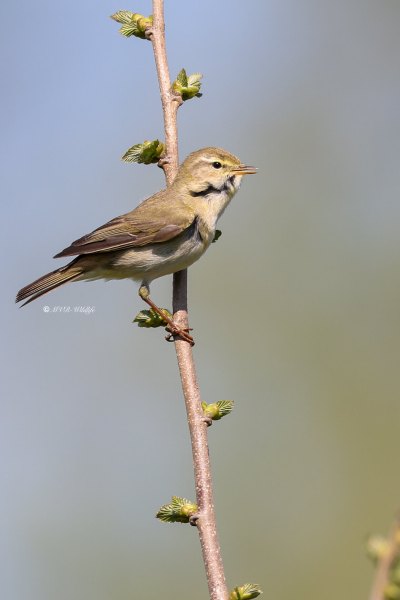 BR8A7325-Fitis-Willow-Warbler-Fitis-Pouillot-Fitis-Mosquitero-Musical