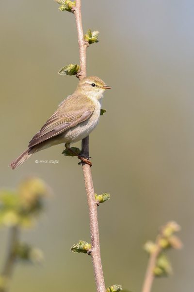 BR8A7352-Fitis-Willow-Warbler-Fitis-Pouillot-Fitis-Mosquitero-Musical