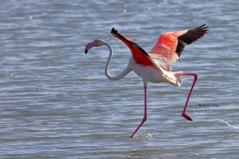 BR8A0867-Flamingo-Phoenicopterus-roseus-Greater-Flamingo-Rosaflamingo-Flamant-rose-Flamenco-comun_1