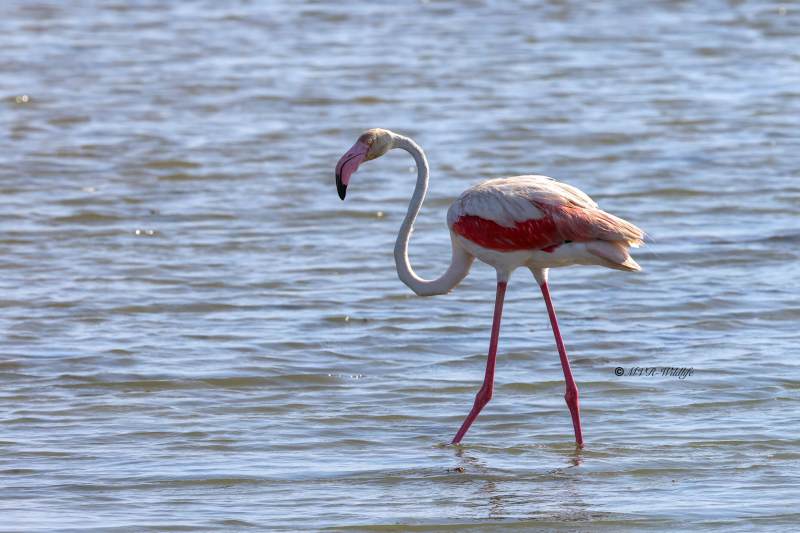 BR8A0879-Flamingo-Phoenicopterus-roseus-Greater-Flamingo-Rosaflamingo-Flamant-rose-Flamenco-comun_1