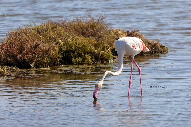 BR8A0887-Flamingo-Phoenicopterus-roseus-Greater-Flamingo-Rosaflamingo-Flamant-rose-Flamenco-comun_1