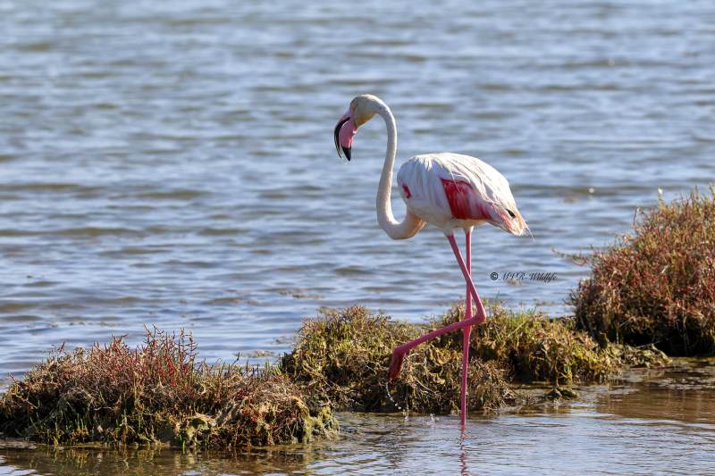 BR8A0895-Flamingo-Phoenicopterus-roseus-Greater-Flamingo-Rosaflamingo-Flamant-rose-Flamenco-comun_1