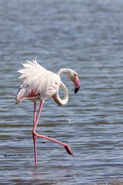 BR8A0946-Flamingo-Phoenicopterus-roseus-Greater-Flamingo-Rosaflamingo-Flamant-rose-Flamenco-comun_1