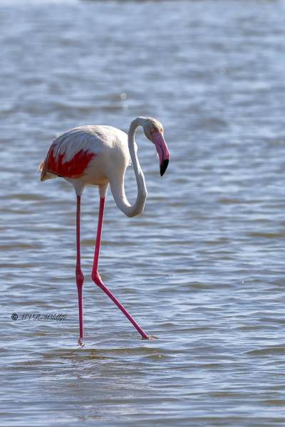 BR8A1003-Flamingo-Phoenicopterus-roseus-Greater-Flamingo-Rosaflamingo-Flamant-rose-Flamenco-comun_1