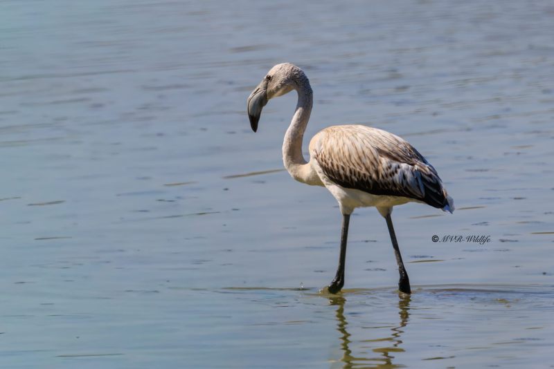 BR8A7354-Flamingo-Phoenicopterus-roseus-Greater-Flamingo-Rosaflamingo-Flamant-rose-Flamenco-comun_1