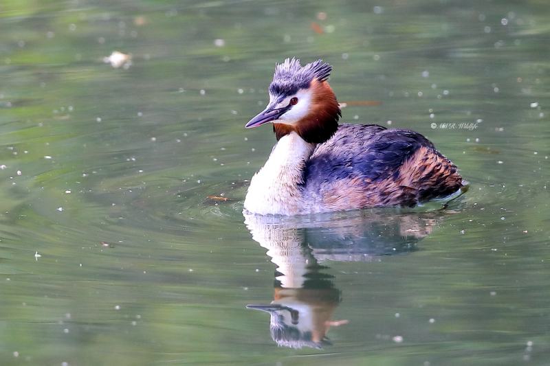 B65A0725-Fuut-Great-Crested-Grebe-Haubentaucher-Grebe-huppe-Somormujo-lavanco_1
