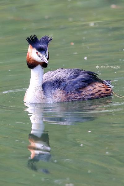 B65A0730-Fuut-Great-Crested-Grebe-Haubentaucher-Grebe-huppe-Somormujo-lavanco_1