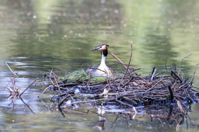 B65A2180-Fuut-Great-Crested-Grebe-Haubentaucher-Grebe-huppe-Somormujo-lavanco_1