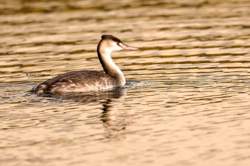 BR8A4774-Fuut-Great-Crested-Grebe-Haubentaucher-Grebe-huppe-Somormujo-lavanco_1