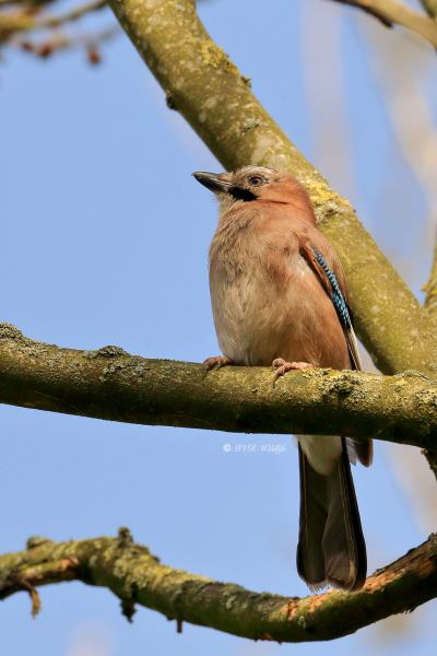 177A3358-Gaai-Eurasian-Jay-Eichelhaher-Geai-des-Chenes-Arrendajo_1