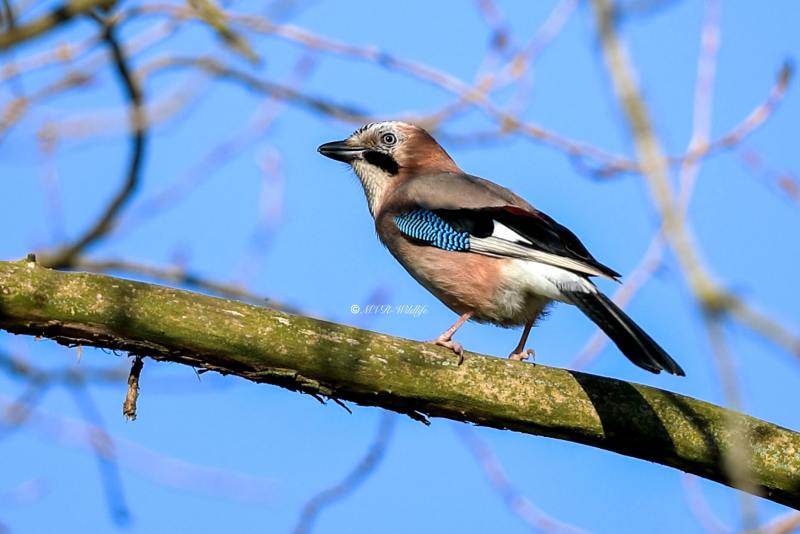 B65A0304-Gaai-Eurasian-Jay-Eichelhaher-Geai-des-Chenes-Arrendajo_1