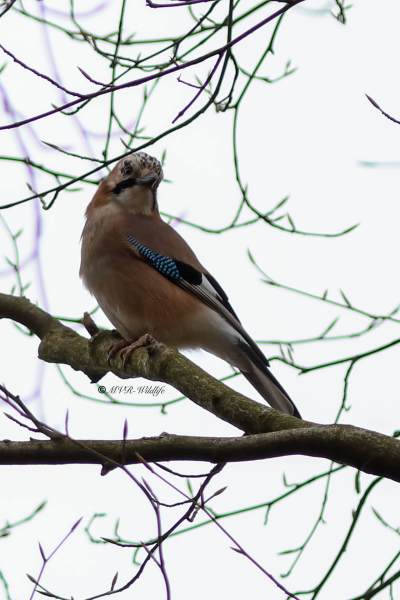 B65A7882-Gaai-Eurasian-Jay-Eichelhaher-Geai-des-Chenes-Arrendajo_1