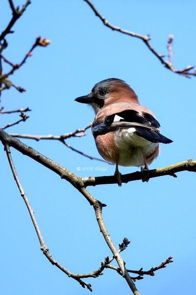 B65A9370-Gaai-Eurasian-Jay-Eichelhaher-Geai-des-Chenes-Arrendajo_1