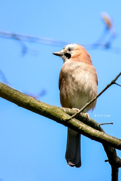 B65A9385-Gaai-Eurasian-Jay-Eichelhaher-Geai-des-Chenes-Arrendajo_1